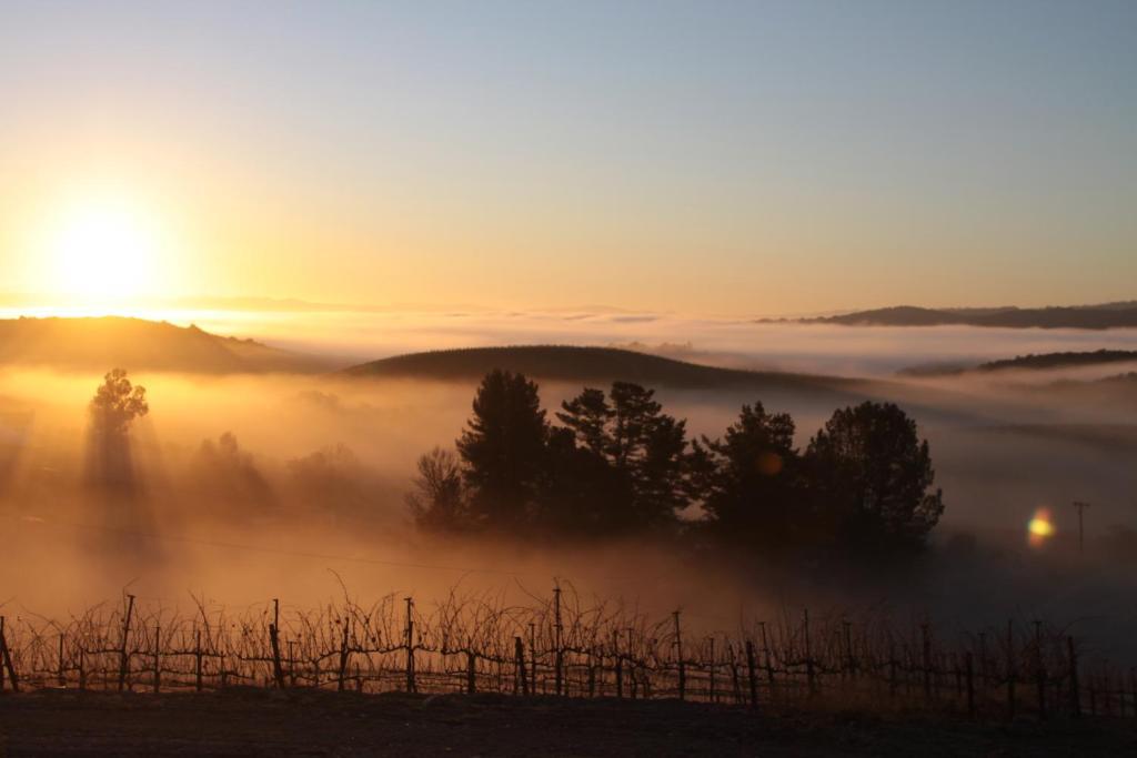 Croad Vineyards - The