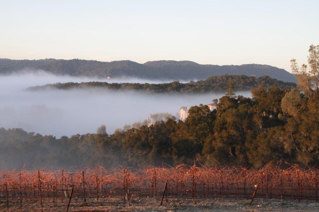Croad Vineyards - The Templeton